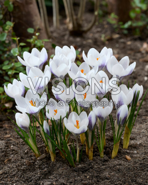 Crocus Zambesi