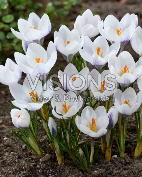Crocus Zambesi
