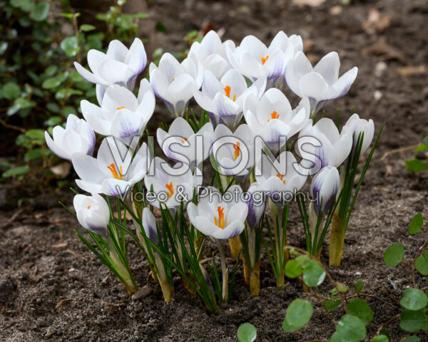 Crocus Zambesi Crocus Zambesi