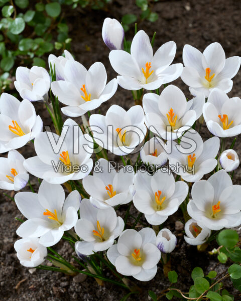 Crocus Zambesi