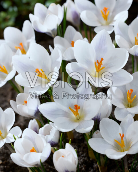 Crocus Zambesi