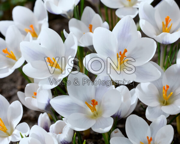 Crocus Zambesi