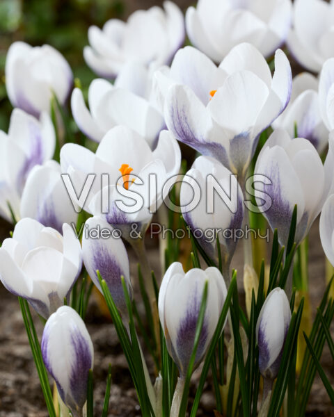 Crocus Zambesi