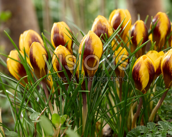 Crocus Dordogne