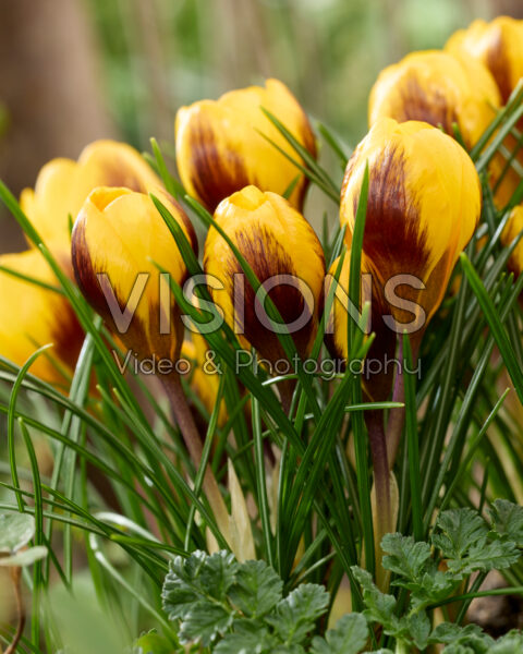 Crocus Dordogne