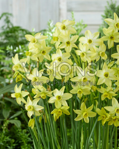 Narcissus Pacific Hunter