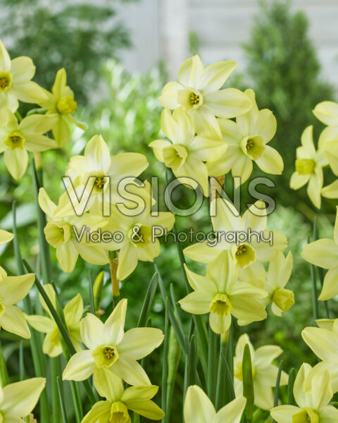 Narcissus Pacific Hunter Narcissus Pacific Hunter