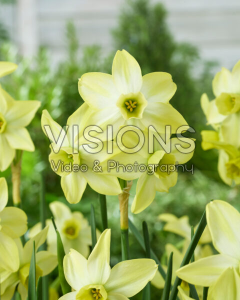 Narcissus Pacific Hunter Narcissus Pacific Hunter