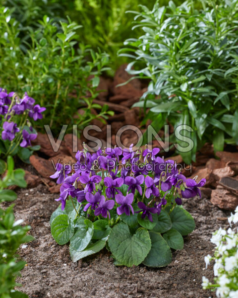 Viola odorata Intense Blue