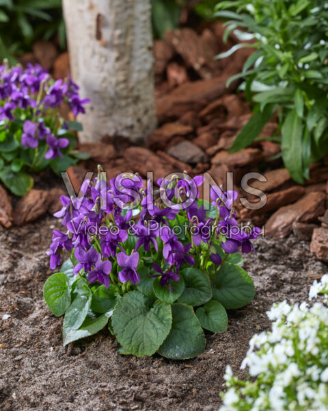 Viola odorata Intense Blue