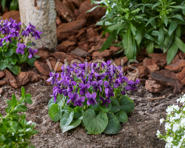Viola odorata Intense Blue