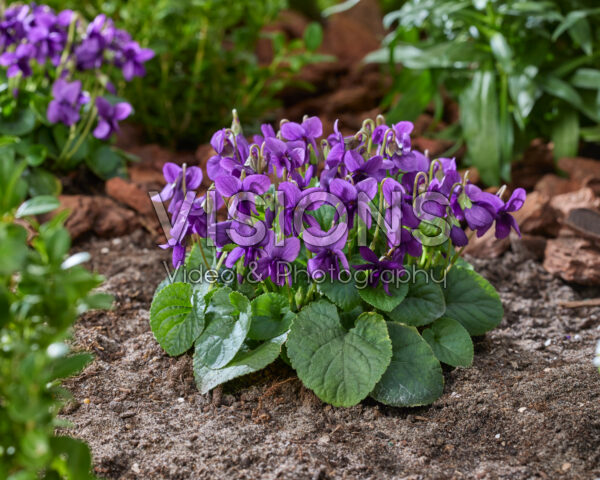 Viola odorata Intense Blue