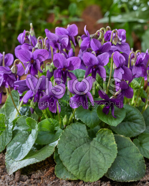 Viola odorata Intense Blue