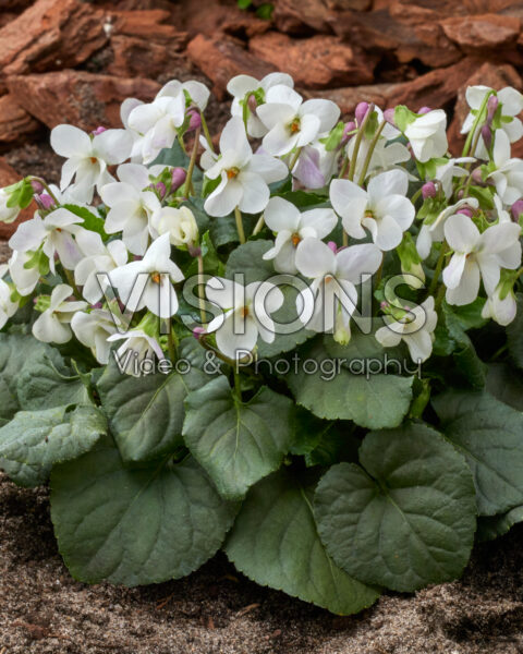 Viola odorata Alba
