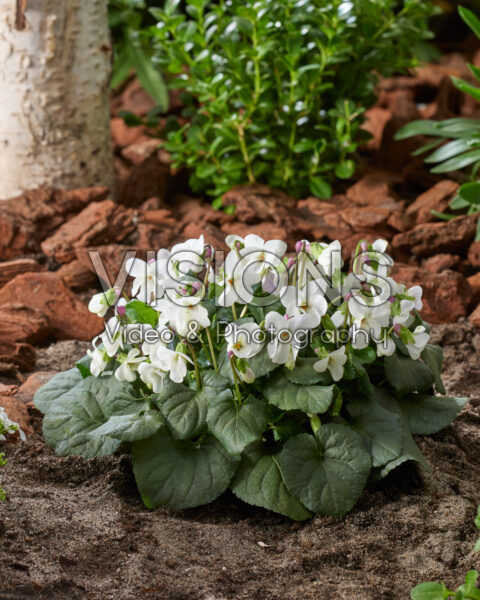 Viola odorata Alba Viola odorata Alba