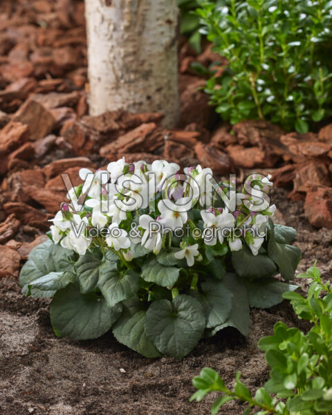 Viola odorata Alba