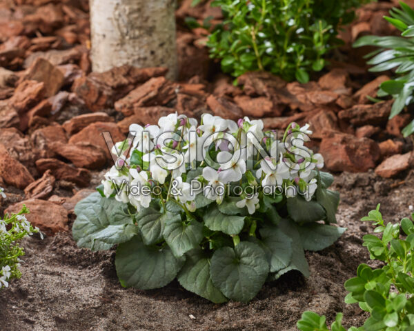 Viola odorata Alba