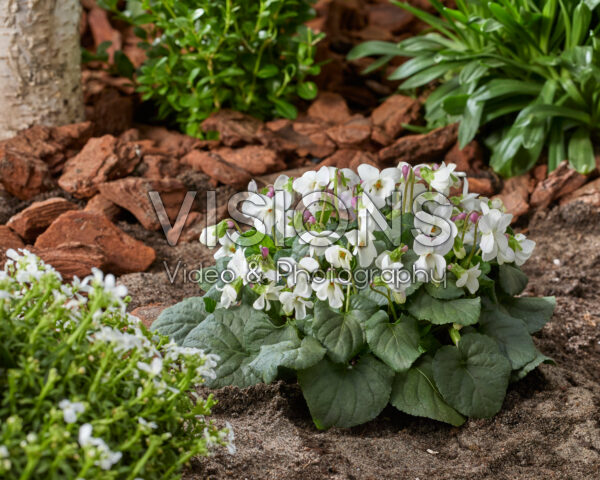 Viola odorata Alba