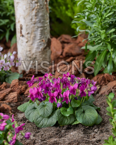 Viola odorata Rubra