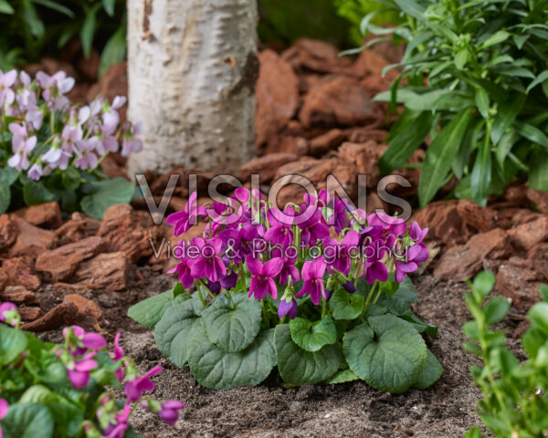 Viola odorata Rubra Viola odorata Rubra