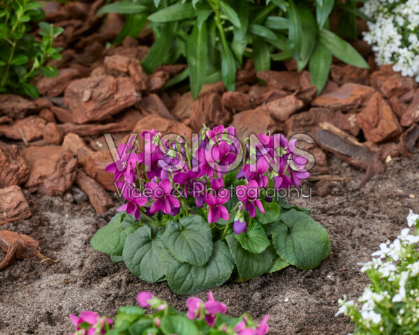 Viola odorata Rubra