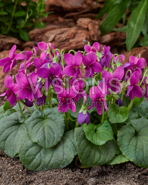 Viola odorata Rubra