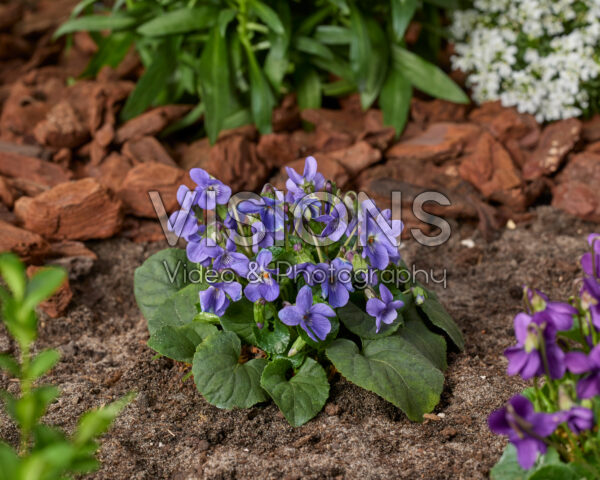 Viola labradorica Viola labradorica