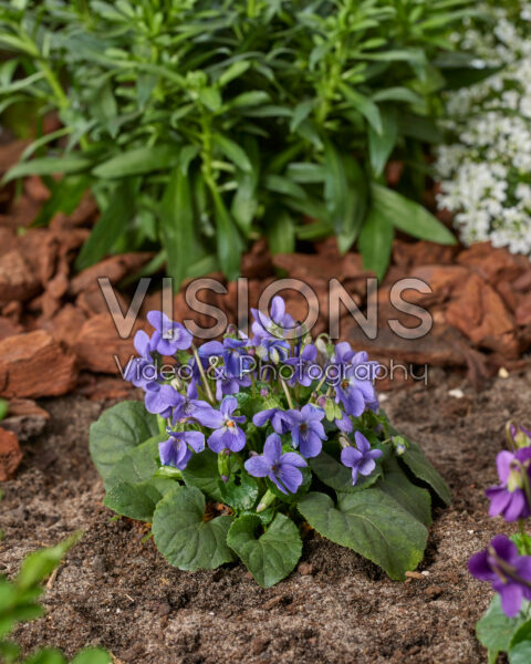 Viola labradorica