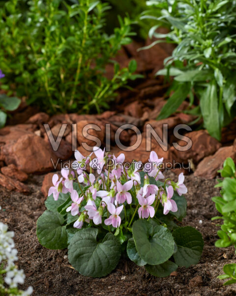 Viola odorata Pink