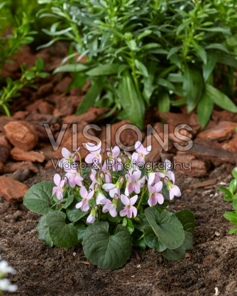 Viola odorata Pink