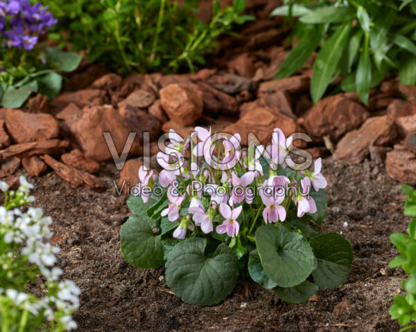 Viola odorata Pink