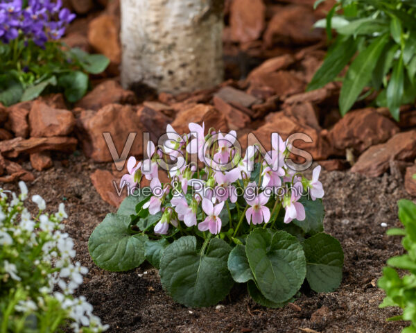 Viola odorata Pink
