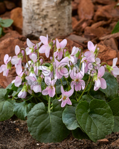 Viola odorata Pink