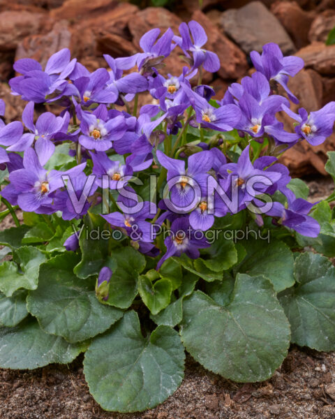 Viola odorata Queen Charlotte