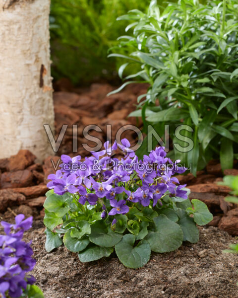 Viola odorata Queen Charlotte