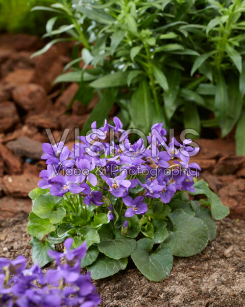 Viola odorata Queen Charlotte