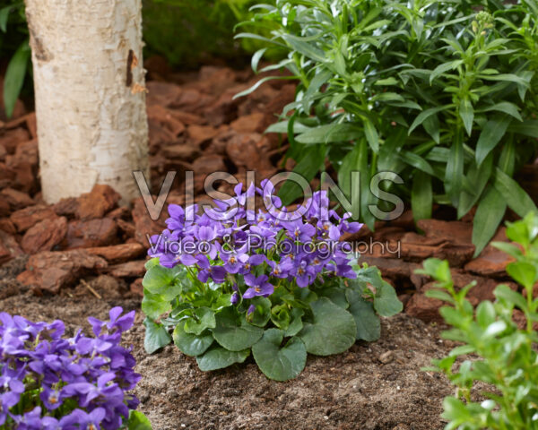 Viola odorata Queen Charlotte