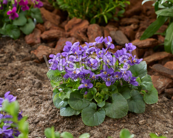 Viola odorata Queen Charlotte