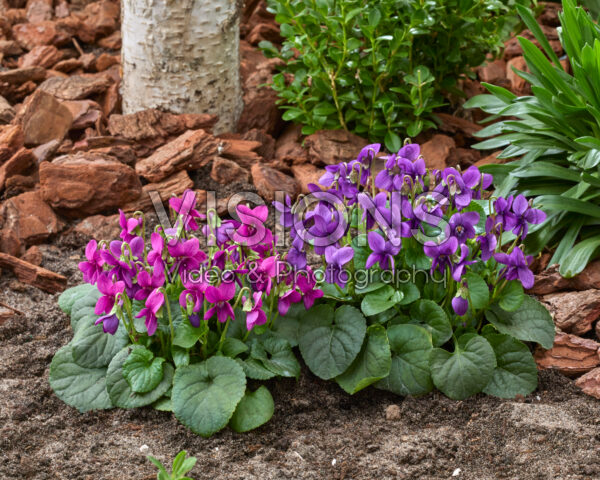 Viola odorata Rubra, Intense Blue