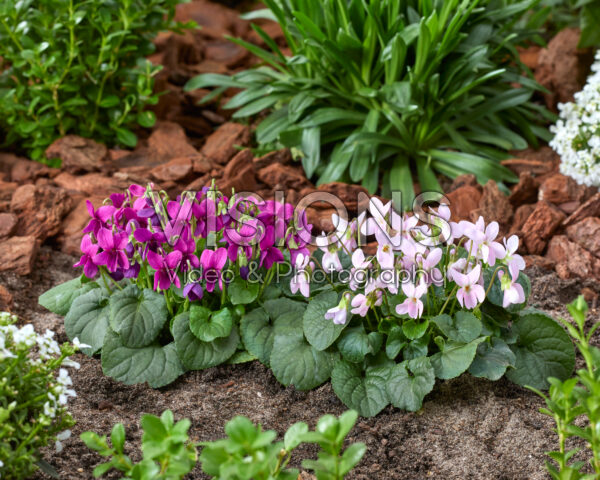 Viola odorata Pink, Rubra Viola odorata Pink, Rubra