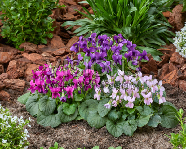 Viola odorata combination