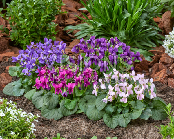 Viola odorata combinatie Viola odorata combinatie