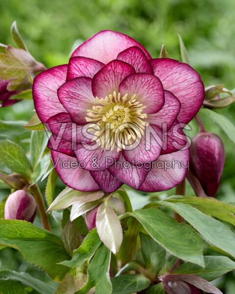 Helleborus orientalis Serah Helleborus orientalis Serah