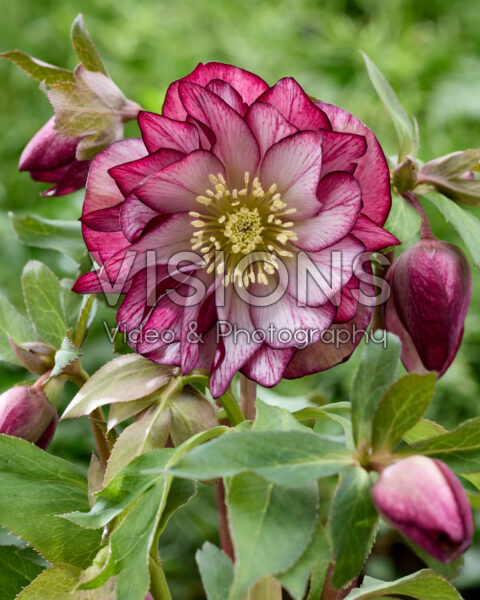 Helleborus orientalis Elise