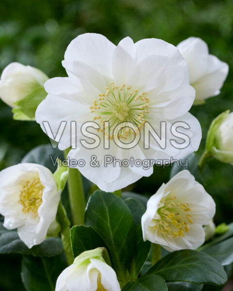 Helleborus niger Bright Star