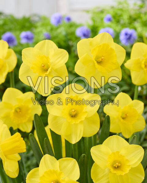 Narcissus Camelot