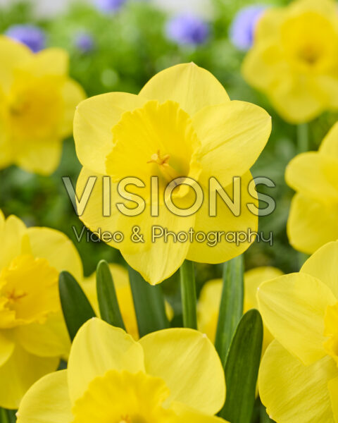 Narcissus Camelot