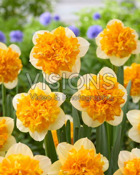 Narcissus Centannees Double