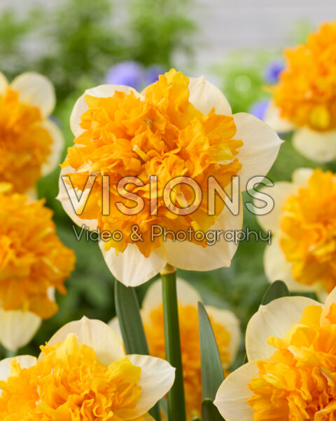 Narcissus Centannees Double Narcissus Centannees Double