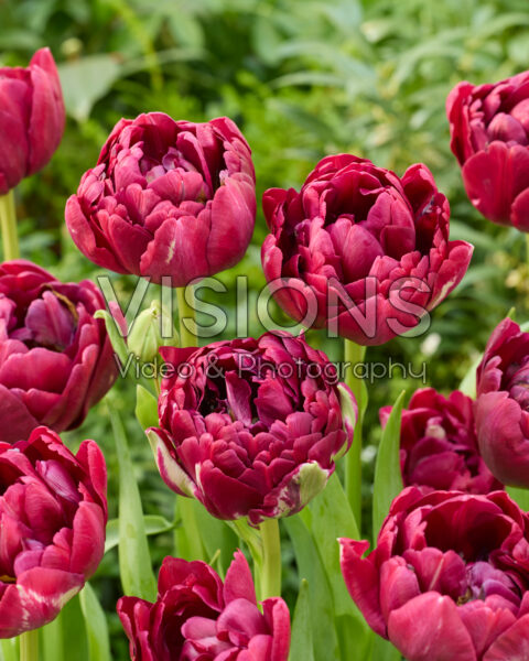 Tulipa Borrello